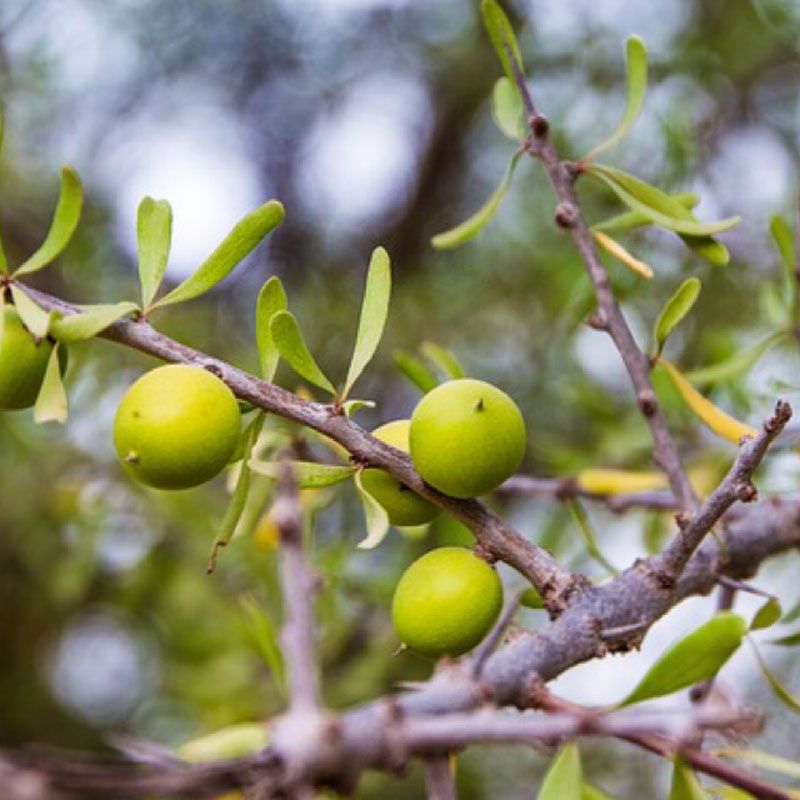 argan oil